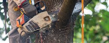 Best Emergency Tree Removal  in Lake Ridge, VA
