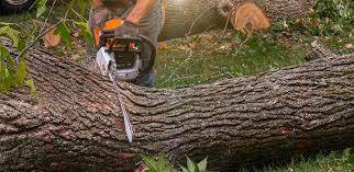Best Pest Control for Lawns  in Lake Ridge, VA