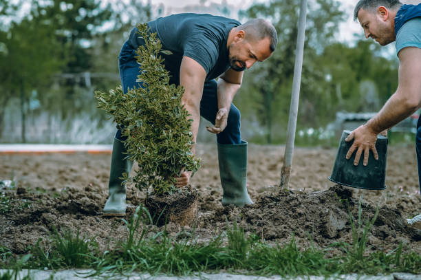  Lake Ridge, VA Tree Services Pros
