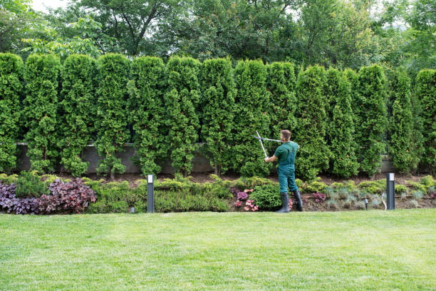 Best Palm Tree Trimming  in Lake Ridge, VA