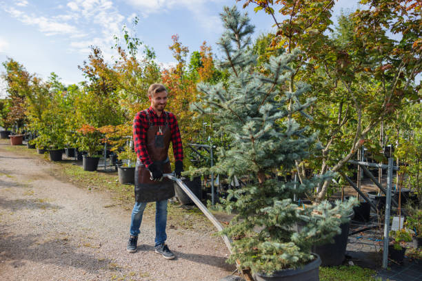 Lake Ridge, VA Tree Services Company