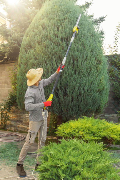 Best Leaf Removal  in Lake Ridge, VA