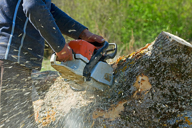 Best Arborist Consultation Services  in Lake Ridge, VA